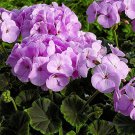 10 PCS Geranium 'Purple Butterfly' Seeds 10 PCS Geranium 'Purple Butterfly' Seeds