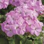 10 PCS Geranium 'Purple Butterfly' Seeds