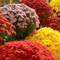 250 PCS Dendranthema Grandiflorum Groud-cover Chrysanthemum Perennial Flower Seeds