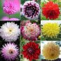 100 PCS Dahlia Mixed 9 Types Perennial Flower Seeds