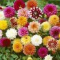 100 PCS Dahlia Mixed 9 Types Perennial Flower Seeds