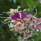 5 PCS Heirloom Lysidice Rhodostegia Hance Tree Seeds