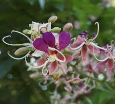 5 PCS Heirloom Lysidice Rhodostegia Hance Tree Seeds