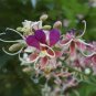 5 PCS Heirloom Lysidice Rhodostegia Hance Tree Seeds