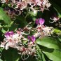 5 PCS Heirloom Lysidice Rhodostegia Hance Tree Seeds