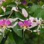 5 PCS Heirloom Lysidice Rhodostegia Hance Tree Seeds