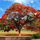 10 PCS Heirloom Delonix Regia Purple Red Flame Tree Seeds 10 PCS Heirloom Delonix Regia Purple Red Flame Tree Seeds