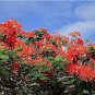 10 PCS Heirloom Delonix Regia Purple Red Flame Tree Seeds