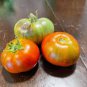 100 PCS Rare Cherokee Golden Big (Dark Brandy, korol sibiri