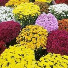500 PCS Heirloom Rare Ground-cover Chrysanthemum Seeds