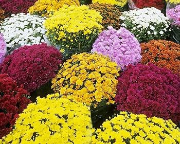 500 PCS Heirloom Rare Ground-cover Chrysanthemum Seeds