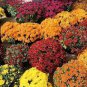 500 PCS Heirloom Rare Ground-cover Chrysanthemum Seeds