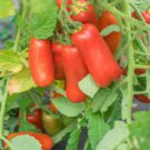 100 PCS Rare Auria Adam Tomato Hybrid Seeds