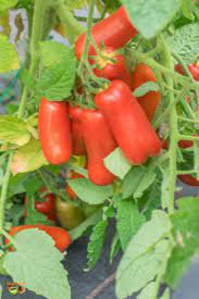 100 PCS Rare Auria Adam Tomato Hybrid Seeds