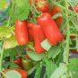 100 PCS Rare Auria Adam Tomato Hybrid Seeds