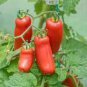 100 PCS Rare Auria Adam Tomato Hybrid Seeds