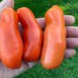 100 PCS Rare Auria Adam Tomato Hybrid Seeds