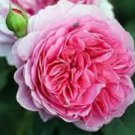 50 PCS Heirloom Pink Damask Rose Bush Flower Seeds