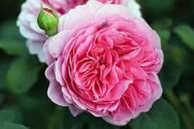 50 PCS Heirloom Pink Damask Rose Bush Flower Seeds