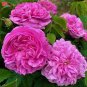 50 PCS Heirloom Pink Damask Rose Bush Flower Seeds