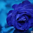 50 PCS Rare Heirloom 3-Flower Blue Damask Rose Bush Flower Seeds