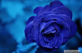 50 PCS Rare Heirloom 3-Flower Blue Damask Rose Bush Flower Seeds