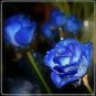50 PCS Rare Heirloom 3-Flower Blue Damask Rose Bush Flower Seeds