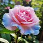 50 PCS Rarest Pink Rose Flower with Red Edge Organic Seeds