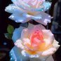 50 PCS Rarest Pink Rose Flower with Red Edge Organic Seeds