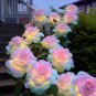 50 PCS Rarest Pink Rose Flower with Red Edge Organic Seeds