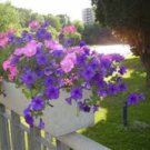 100 PCS Dark Red Purple Garden Petunia Hybrida Flowering Plants Seed 100 PCS Dark Red Purple Garden Petunia Hybrida Flowering Plants Seed