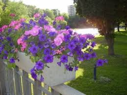 100 PCS Dark Red Purple Garden Petunia Hybrida Flowering Plants Seed