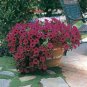 100 PCS Dark Red Purple Garden Petunia Hybrida Flowering Plants Seed