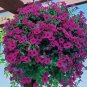 100 PCS Dark Red Purple Garden Petunia Hybrida Flowering Plants Seed