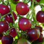 300 PCS Harbin Black Cherry Tomato Seeds