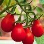 300 PCS Heirloom Red Climbing Pear Cherry Tomato Seeds