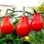 300 PCS Heirloom Red Climbing Pear Cherry Tomato Seeds
