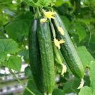 50 PCS Heirloom Autumn Spiny Little Cucumber Seeds