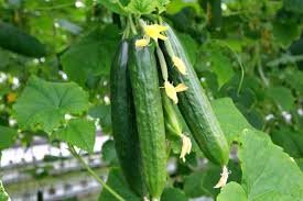 50 PCS Heirloom Autumn Spiny Little Cucumber Seeds