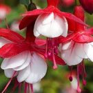 100 PCS Imported Japanese Red White Fuchsia Perennial Flower Seeds