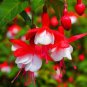 100 PCS Imported Japanese Red White Fuchsia Perennial Flower Seeds