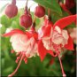 100 PCS Imported Japanese Red White Fuchsia Perennial Flower Seeds