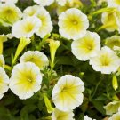 200 PCS Genuine Heirloow Yellow Petunia Flower Seeds 200 PCS Genuine Heirloow Yellow Petunia Flower Seeds