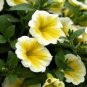 200 PCS Genuine Heirloow Yellow Petunia Flower Seeds