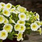 200 PCS Genuine Heirloow Yellow Petunia Flower Seeds