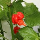 20 PCS Trinidad Scorpion Pepper