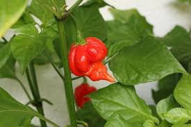 20 PCS Trinidad Scorpion Pepper