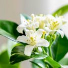 20 PCS Orange Jasmine Shrub with Fragrant White Flower Seeds 20 PCS Orange Jasmine Shrub with Fragrant White Flower Seeds