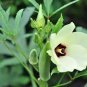 100 PCS Heirloom Green Okra Clemsons Spineless Red gumbo Herb Vegetable Seeds