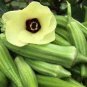 100 PCS Heirloom Green Okra Clemsons Spineless Red gumbo Herb Vegetable Seeds